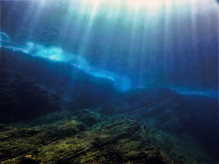 动植物的小知识