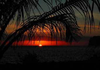 动植物的小知识